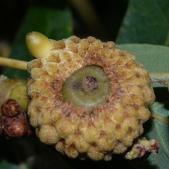 Callirhytis glandulus