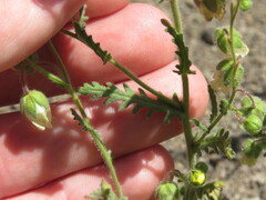 Emmenanthe penduliflora