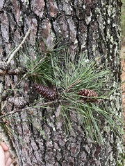 Pinus glabra