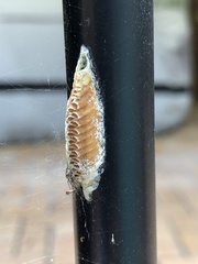 Orthodera