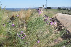Vernonanthura nudiflora