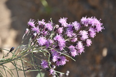 Vernonanthura nudiflora