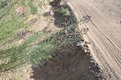 Vernonanthura nudiflora