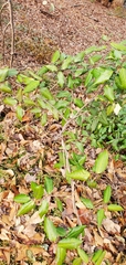 Elaeagnus pungens