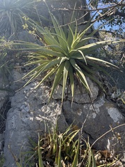 Agave bracteosa