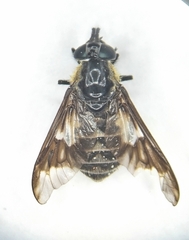 Chrysops nigripes