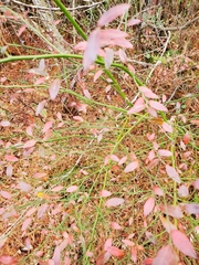 Vaccinium elliottii