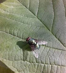 Protophormia terraenovae