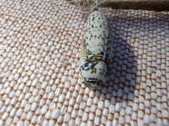 Acronyctodes mexicanaria