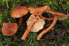Lactarius subviscidus