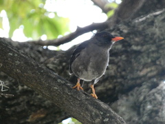 Turdus aurantius