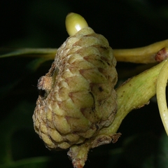 Callirhytis glandulus