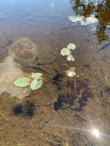 Image of Nuphar microphylla by (c) Elizabeth Axley, some rights reserved (CC BY)