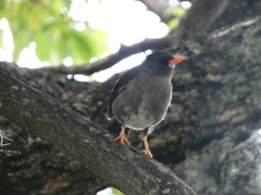 Turdus aurantius