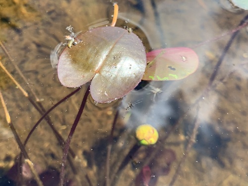 Image of Nuphar microphylla by (c) Elizabeth Axley, some rights reserved (CC BY)