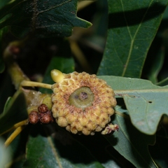 Callirhytis glandulus