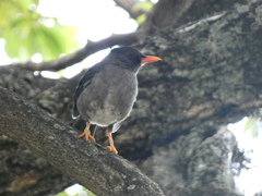 Turdus aurantius