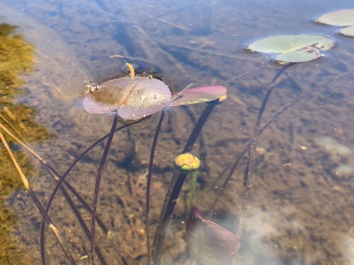 Image of Nuphar microphylla by (c) Elizabeth Axley, some rights reserved (CC BY)