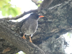 Turdus aurantius