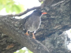 Turdus aurantius