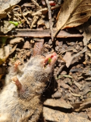 Antechinus agilis