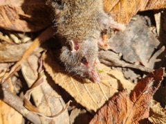 Antechinus agilis