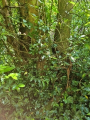 Atherosperma moschatum moschatum