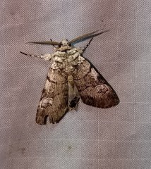 Sympistis chionanthi