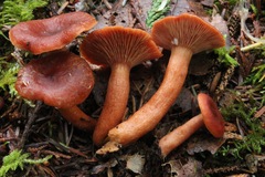 Lactarius subviscidus