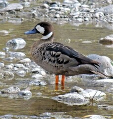 Speculanas specularis