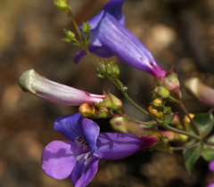 Penstemon azureus azureus