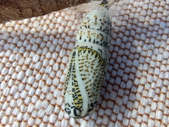 Acronyctodes mexicanaria