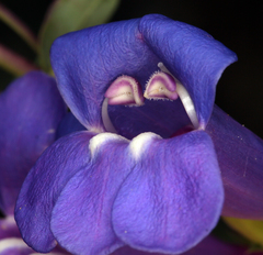 Penstemon azureus azureus