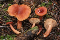 Lactarius subviscidus
