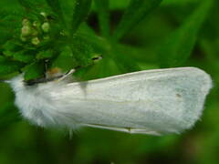 Spilosoma congrua
