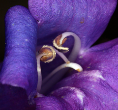 Penstemon azureus azureus