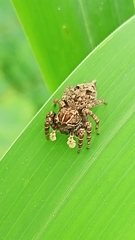 Sumampattus quinqueradiatus