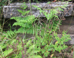 Hypolepis dicksonioides