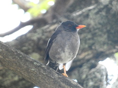 Turdus aurantius