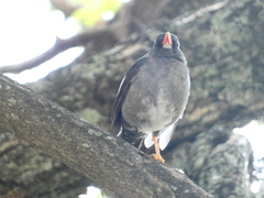 Turdus aurantius