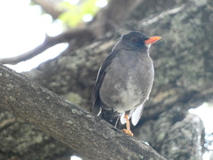 Turdus aurantius