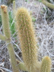 Bergerocactus emoryi