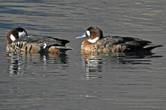 Speculanas specularis