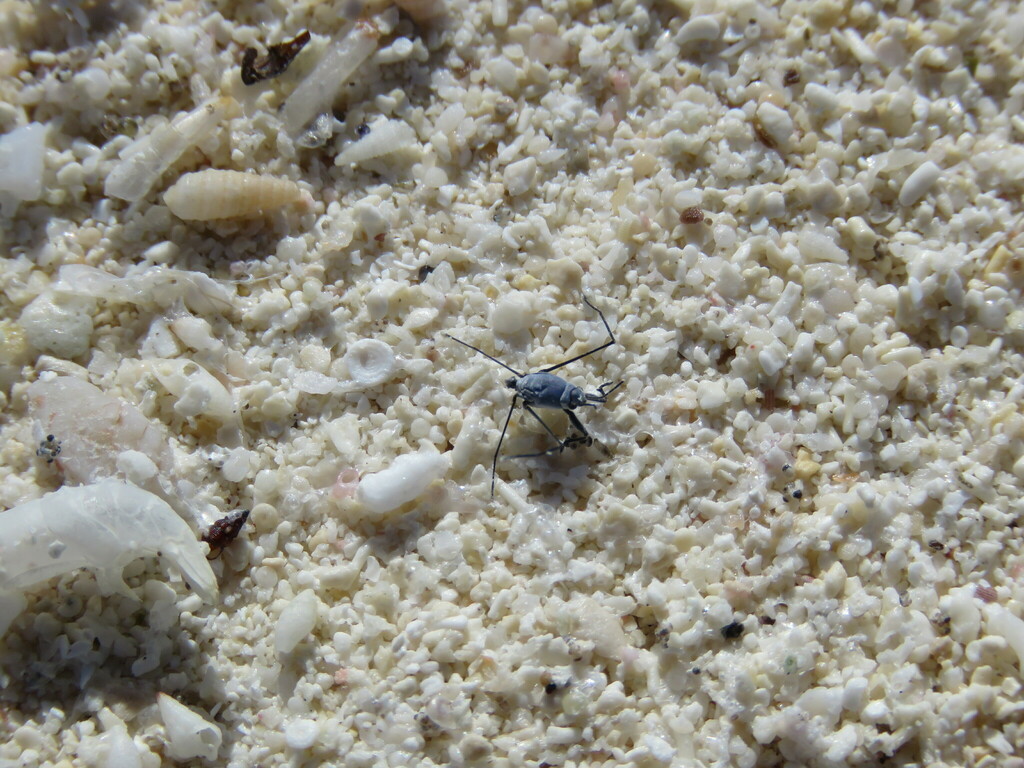 Silvery Sea Skater