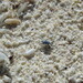 Silvery Sea Skater - Photo (c) Curtis Mahon, some rights reserved (CC BY-NC), uploaded by Curtis Mahon