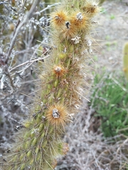 Bergerocactus emoryi