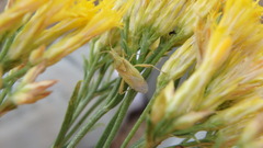 Harmostes reflexulus