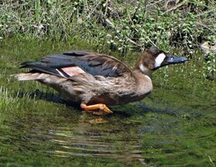 Speculanas specularis