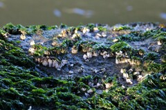 Amphibalanus improvisus