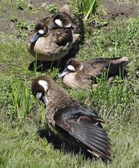 Speculanas specularis